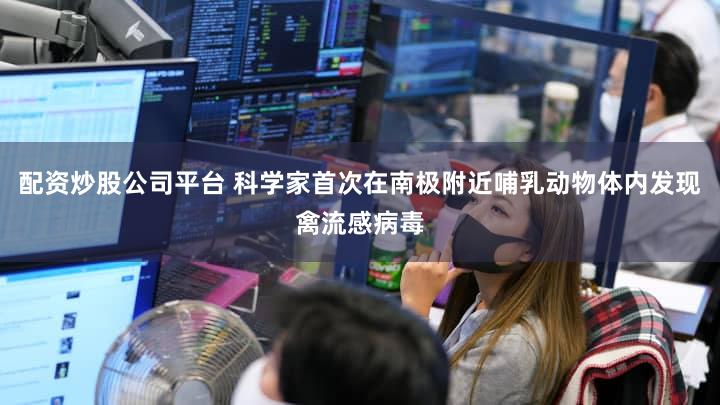 配资炒股公司平台 科学家首次在南极附近哺乳动物体内发现禽流感病毒